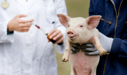 Antibiotics in Our Food: How They Affect Us and How to Avoid Them