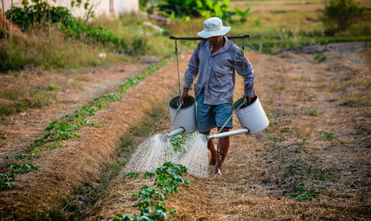 Farmer watering plants