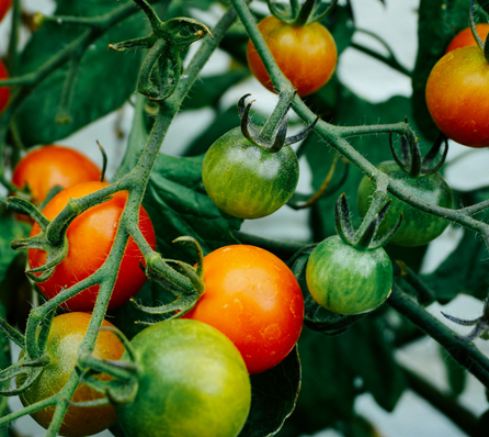 Why Nightshade Foods Can Be Problematic