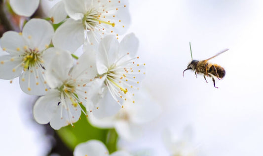 Vegan_Honey_ChangingHabits