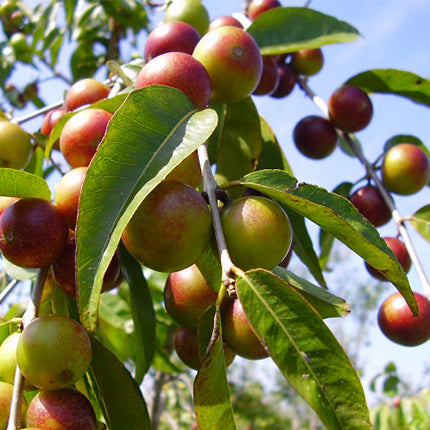 Nature's Vitamin C (Camu Camu) 200g