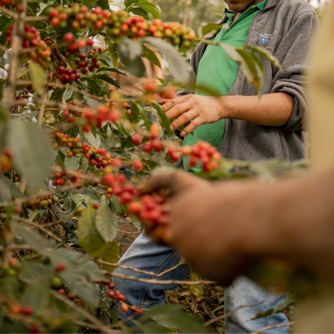 Biodegradable Coffee Pods - Organic Coffee |10 pods