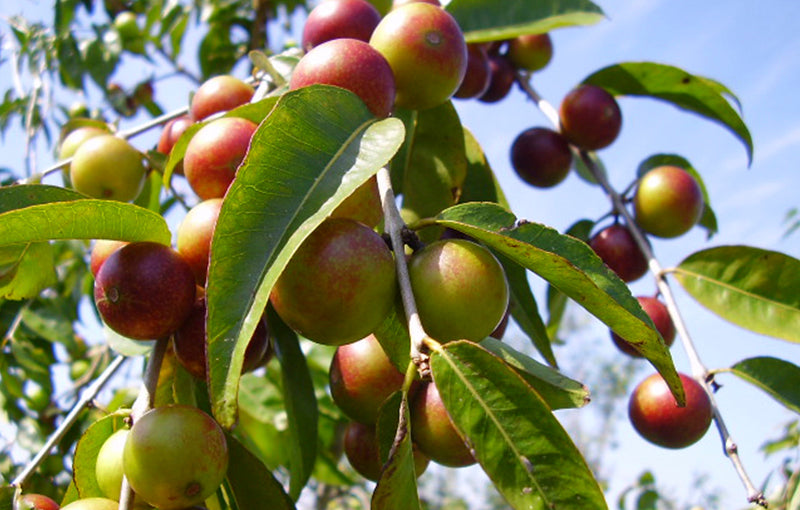 Nature's Vitamin C (Camu Camu) & Probiotics Pack