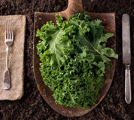 Why Soil Health Is So Important And How You Can Improve It